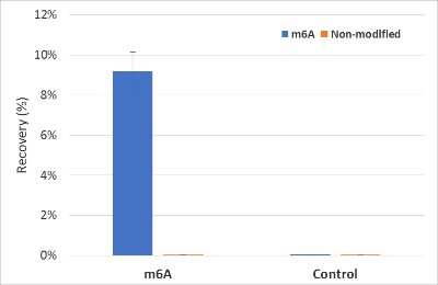 Immunoprecipitation: N6-methyladenosine (m6A) Antibody (RM362) [NBP2-77425]
