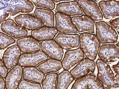 Immunohistochemistry-Paraffin: NAALADase-like 1/NAALADL1 Antibody (022) [NBP2-90748]