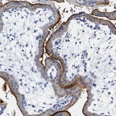 Immunohistochemistry-Paraffin: NAALADase-like 2/NAALADL2 Antibody [NBP1-86445]