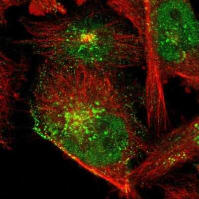 Immunocytochemistry/ Immunofluorescence: NAB1 Antibody [NBP1-86163]