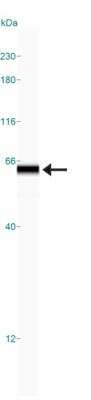 Simple Western: NAB1 Antibody [NBP1-71838]