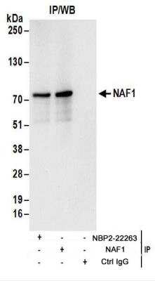 Immunoprecipitation: NAF1 Antibody [NBP2-22263]