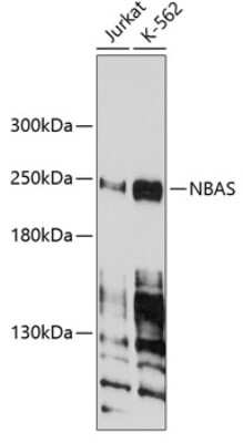 Western Blot: NAG AntibodyBSA Free [NBP2-93277]