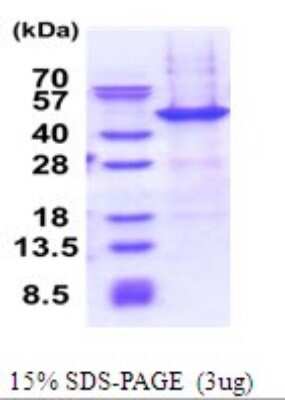 SDS-PAGE: Recombinant Human NAIF1 His Protein [NBP2-51712]