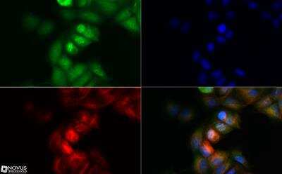 Immunocytochemistry/ Immunofluorescence: NALP4 Antibody [NBP2-31375]