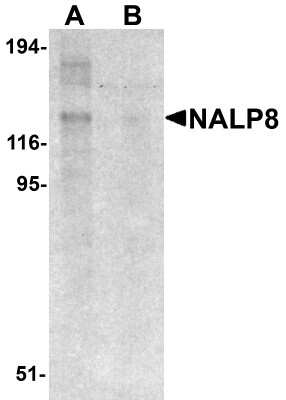 Western Blot: NALP8 AntibodyBSA Free [NBP2-81969]