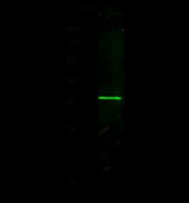 Western Blot: NANOS1 Antibody [NBP2-98706]