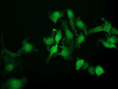Immunocytochemistry/ Immunofluorescence: NANP Antibody (OTI4D11) [NBP2-01935]
