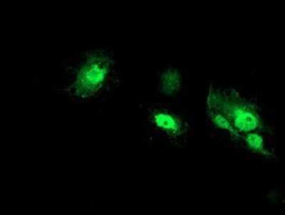 Immunocytochemistry/ Immunofluorescence: NANP Antibody (OTI4D11) - Azide and BSA Free [NBP2-72870]