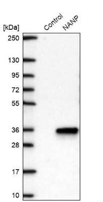 Western Blot: NANP Antibody [NBP2-13639]