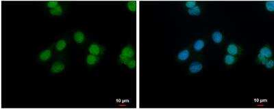 Immunocytochemistry/ Immunofluorescence: NANS Antibody [NBP1-31440]