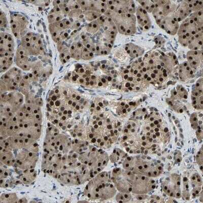 Immunohistochemistry-Paraffin: NANS Antibody [NBP1-87088]