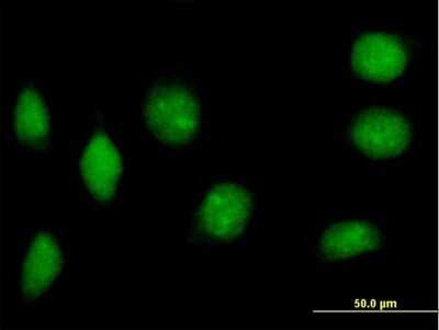 Immunocytochemistry/ Immunofluorescence: NAP1L2 Antibody [H00004674-B01P]