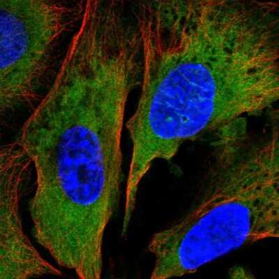 Immunocytochemistry/ Immunofluorescence: NAP1L2 Antibody [NBP2-58252]