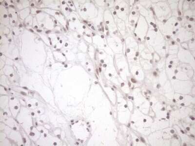 Immunohistochemistry: NAP1L3 Antibody (OTI3G3) [NBP2-46089]
