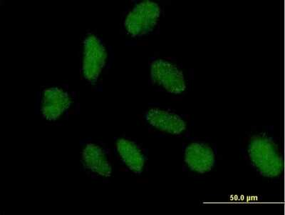 Immunocytochemistry/ Immunofluorescence: NAP1L3 Antibody [H00004675-B01P]