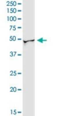Western Blot: NAP1L3 Antibody [H00004675-D01P]