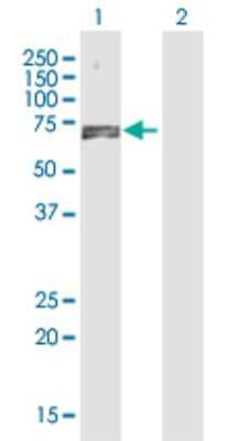 Western Blot: NAP1L3 Antibody [H00004675-D01P]