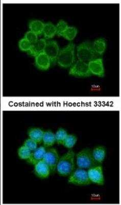 Immunocytochemistry/ Immunofluorescence: NAPA Antibody [NBP1-32493]