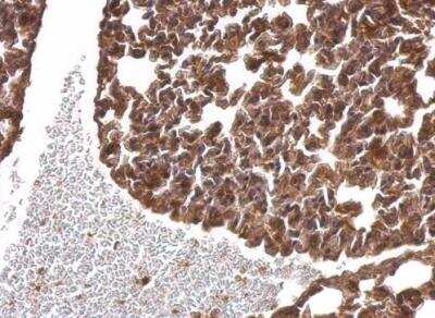 Immunohistochemistry-Paraffin: NAPA Antibody [NBP1-32493]