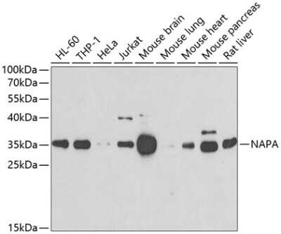 Western Blot: NAPA AntibodyBSA Free [NBP2-95104]
