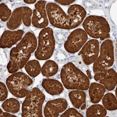 Immunohistochemistry-Paraffin: NAPE-PLD Antibody [NBP2-48571]