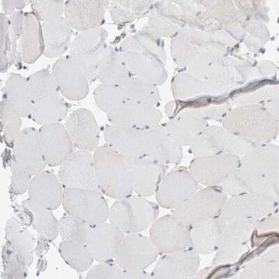 Immunohistochemistry-Paraffin: NAPE-PLD Antibody [NBP2-48571]
