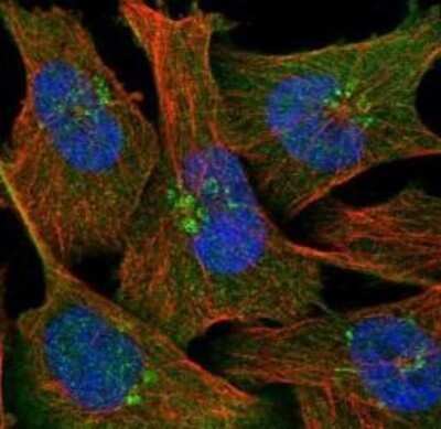 Immunocytochemistry/ Immunofluorescence: NAPRT1 Antibody [NBP1-87243]