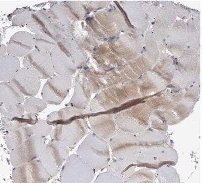 Immunohistochemistry-Paraffin: NAPRT1 Antibody [NBP1-87243]