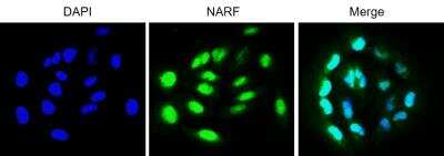Immunocytochemistry/ Immunofluorescence: NARF Antibody [NBP2-55660]