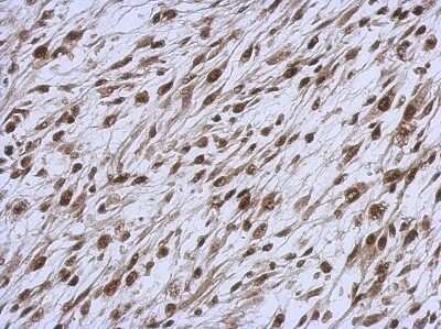 Immunohistochemistry-Paraffin: NARF Antibody [NBP2-19474]