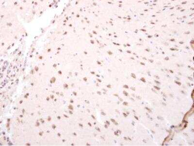 Immunohistochemistry-Paraffin: NARF Antibody [NBP2-19475]