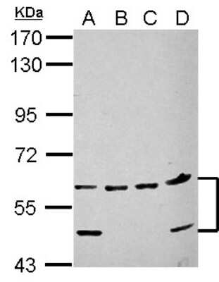 Western Blot: NARF Antibody [NBP2-19474]