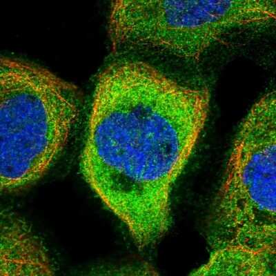 Immunocytochemistry/ Immunofluorescence: NARFL Antibody [NBP1-83611]