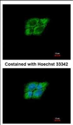 Immunocytochemistry/ Immunofluorescence: NARG1 Antibody [NBP2-19477]