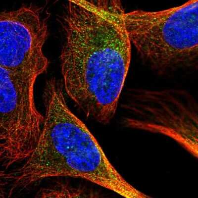 Immunocytochemistry/ Immunofluorescence: NARG1 Antibody [NBP2-58078]