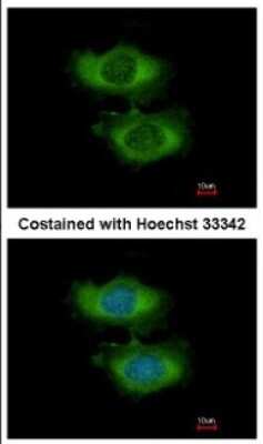 Immunocytochemistry/ Immunofluorescence: NARG1L Antibody [NBP2-19479]