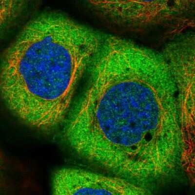 Immunocytochemistry/ Immunofluorescence: NARS Antibody [NBP2-13640]