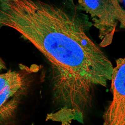 Immunocytochemistry/ Immunofluorescence: NARS2 Antibody [NBP1-82077]
