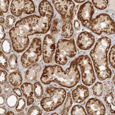 Immunohistochemistry-Paraffin: NARS2 Antibody [NBP1-82077]