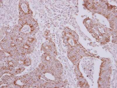 Immunohistochemistry-Paraffin: NARS2 Antibody [NBP2-19480]