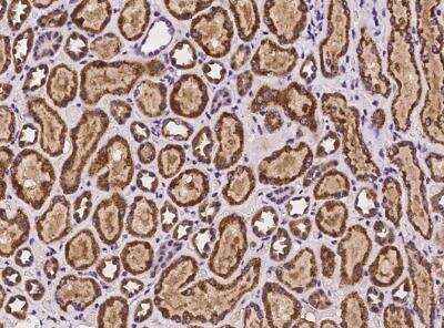 Immunohistochemistry-Paraffin: NARS2 Antibody [NBP3-06406]