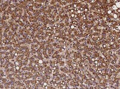 Immunohistochemistry-Paraffin: NARS2 Antibody [NBP3-06406]