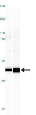 Simple Western: NARS2 Antibody [NBP1-82077]