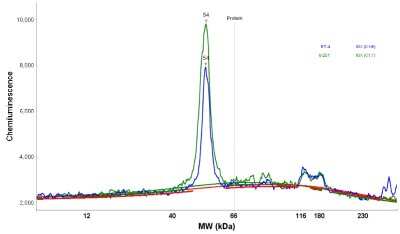 Simple Western: NARS2 Antibody [NBP1-82077]