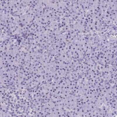 Immunohistochemistry-Paraffin: NASP Antibody [NBP2-33928]