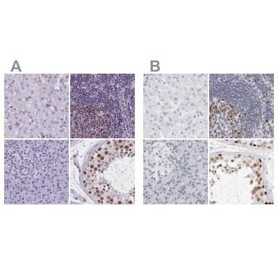 Immunohistochemistry-Paraffin: NASP Antibody [NBP2-33928]