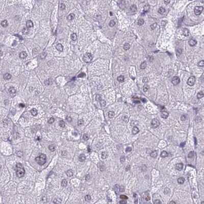 Immunohistochemistry-Paraffin: NASP Antibody [NBP2-33928]