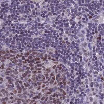 Immunohistochemistry-Paraffin: NASP Antibody [NBP2-33928]