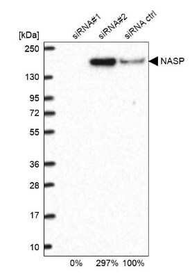 Western Blot: NASP Antibody [NBP2-33928]
